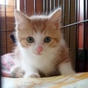 猫まみれ実行委員会(保護活動者)
