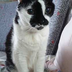 小春、新しいねこちゃん、迎えてもいいかな。