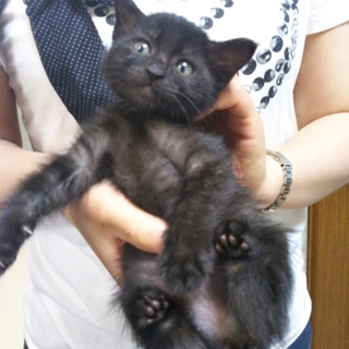 お見合決定募集停止・元気な子猫★ルイーゼ★