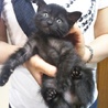 お見合決定募集停止・元気な子猫★ルイーゼ★ サムネイル3