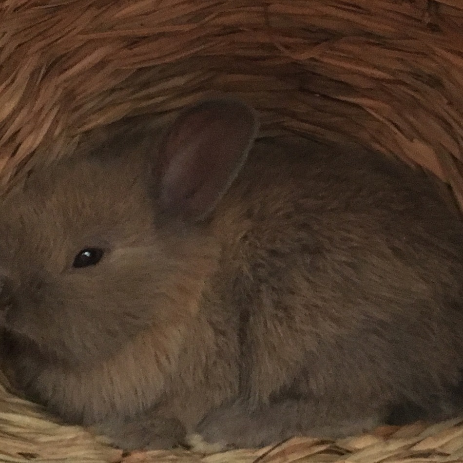 リボンのカバー写真