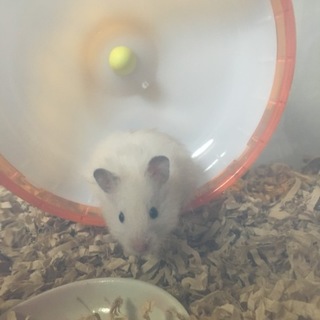 ゴールデンハムスター/キンクマ
