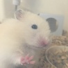 ゴールデンハムスター/キンクマ サムネイル2