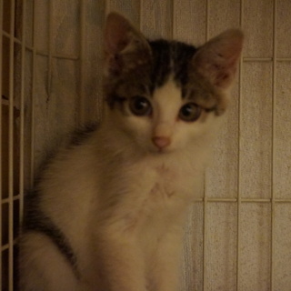 美少女すみれ、4兄妹、医療・しつけ済