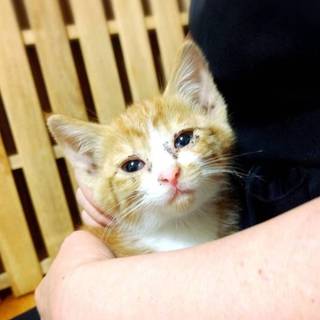 無事に里親決まりました♫ありがとうございました！