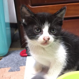 2兄妹ー可愛いシロクロ妹