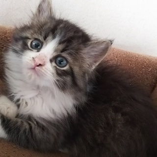 生後2か月近く長毛の控えめさんキジ白可愛い男の子