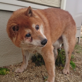 【助けてください！】穏やかな柴の老犬