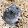 あお
