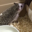 ハリネズミを飼いたい方いますか？飼育セット提供
