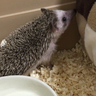 ハリネズミを飼いたい方いますか？飼育セット提供