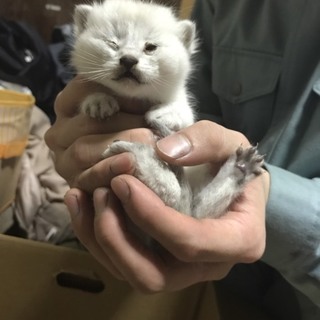 推定生後20日程の子猫4匹