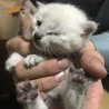 推定生後20日程の子猫4匹 サムネイル2