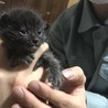 推定生後20日程の子猫4匹 サムネイル4