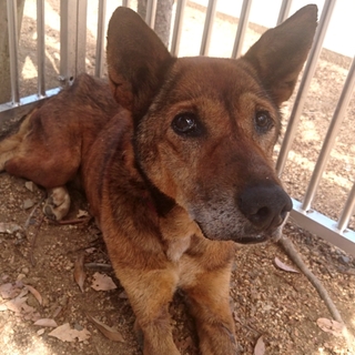 【譲渡されました！】おとなしく穏やかな茶色ワンコ