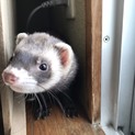 フェレットの里親募集中です