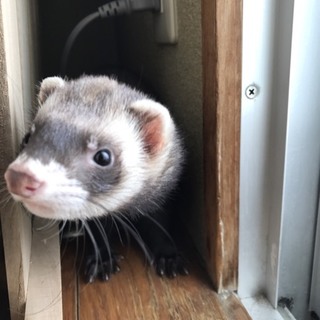 フェレットの里親募集中です