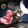 フェレットの里親募集中です サムネイル2