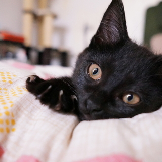 クリックリお目々のかわいい健康少女