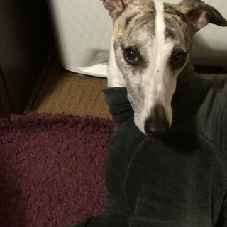 人懐こくとても性格の良いウィペットです。