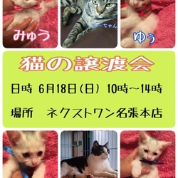 猫の譲渡会 三重県名張市