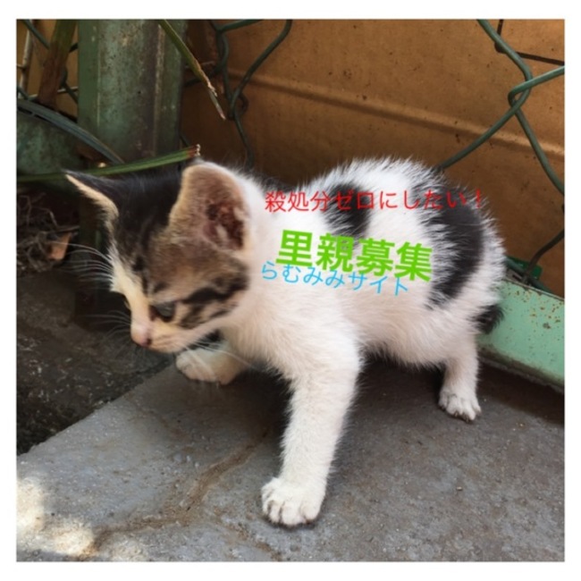 らむみみのカバー写真