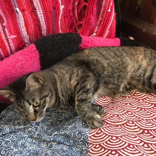 1歳くらいのキジトラ女子　甘えぼうのむっちゃん