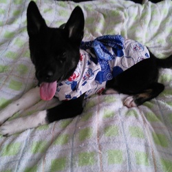 「緊張の夏」サムネイル3