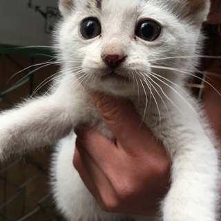 急募 子猫ちゃん 白黒ブチ