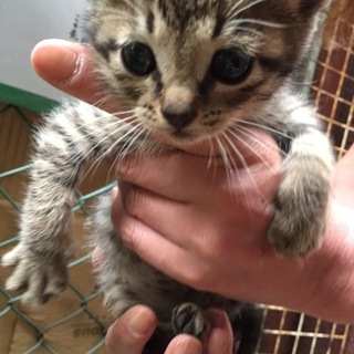 急募 茶トラの子猫ちゃん