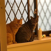 なすび&スフィンクス