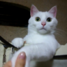 けぱきち