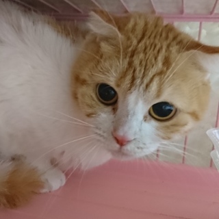 スコF☆オレンジちゃん☆女の子・半折耳・4歳・短毛