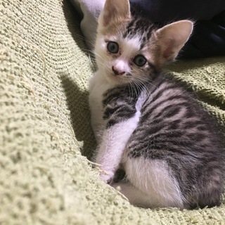 ちょっと小さいけど甘えるキジ白くん 1ヶ月半