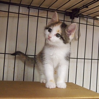 ４匹の子猫　「まゆちゃん」