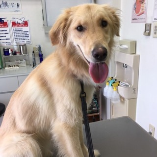 ゴールデン♀一歳の里親を探しています。