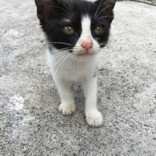 子猫の里親を探しています！