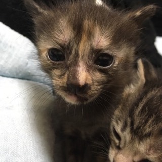 手足の長いピカソちゃん