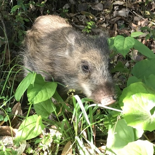 生後8か月の子供のイノシシ