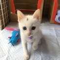 可愛い白猫チャン♡