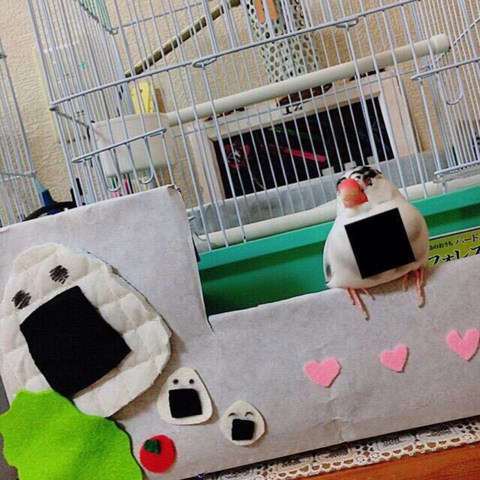 ごまのすけ（愛称：ごまくん）のカバー写真