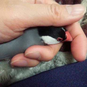 きもちよくておねむ(˘ω˘)