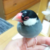 文鳥なのに目がとろんとしてなぜかカメっぽさを感じる一枚（笑）