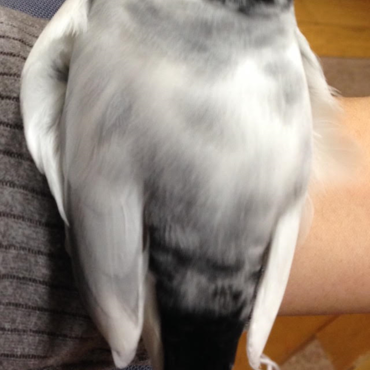 とにかくデカい！まんまるもふもふ(*´ω｀*)いかにでかく写すか、こだわった一枚です（笑）