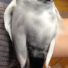 とにかくデカい！まんまるもふもふ(*´ω｀*)いかにでかく写すか、こだわった一枚です（笑）