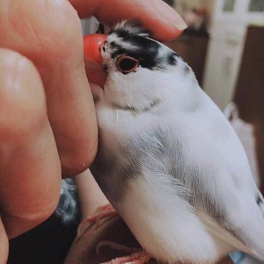 これが噂のお目目真ん丸くん