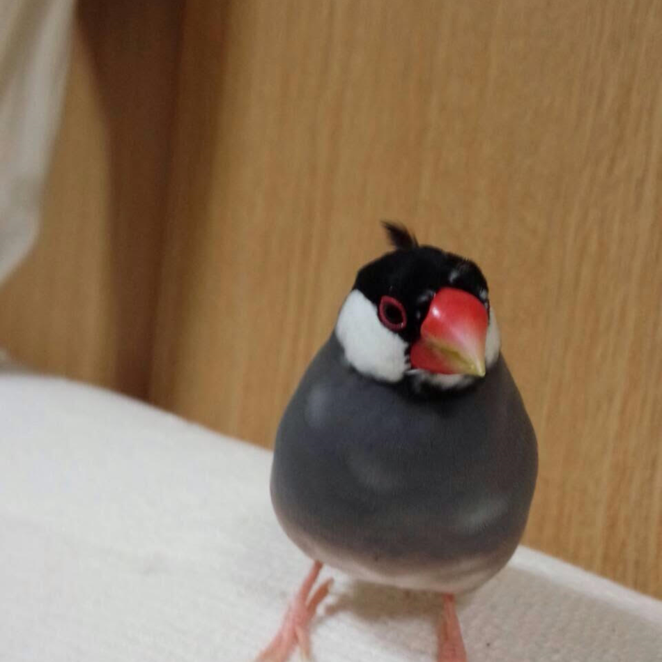 ぼうのすけ（愛称：ぼうちゃん）のカバー写真