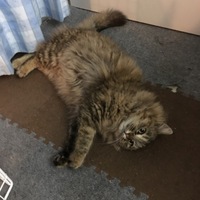 みよと５匹の子猫たち