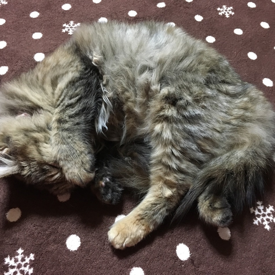 みよと５匹の子猫たちのカバー写真