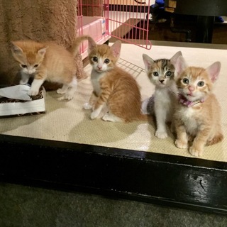 愛嬌たっぷり！可愛い！仲良し５兄妹